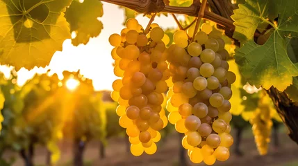 Tuinposter Yellow grapes hanging from a tree branch in a vineyard at sunset © francescosgura