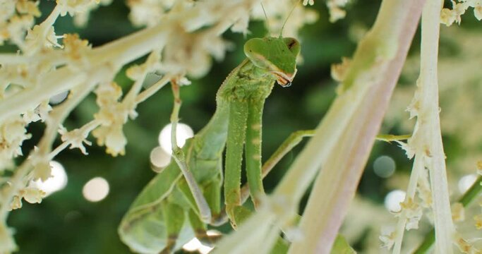 Slow motion close-up video of a praying mantis insect sitting on a branch while hunting. Survival and life of wild insects in nature. High quality 4k footage