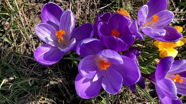 Purple and yellow croscuses swaying slightly in wind