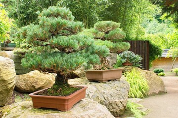 Beautiful decorative bonsai in japanese garden