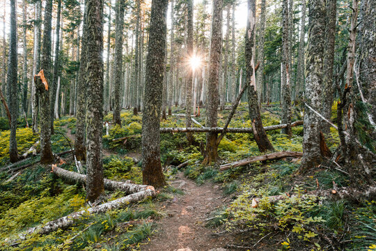 footpath in the woods of Oregon