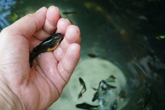A fish in hand on a background of water, the concept of fishing.