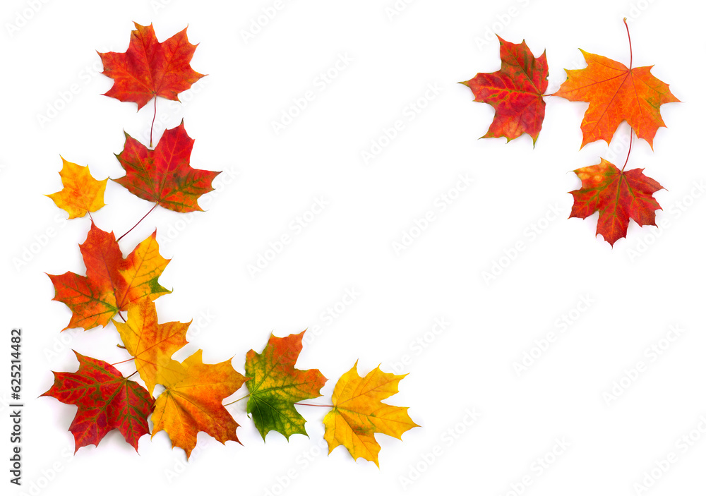 Wall mural autumnal maple leaves on a white background with space for text. top view, flat lay