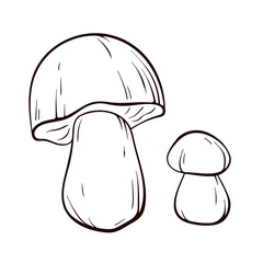 Boletus mushrooms in line art style. Big white mushroom for printing, cookbook, logo, icon. Vector illustration isolated on a white background.