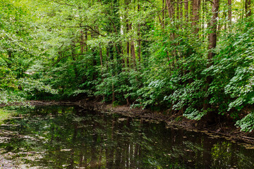 Fototapeta na wymiar Idilische Wasseransammlung im Wald