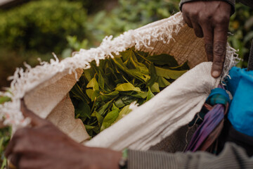 tea pickers' hands in Sri Lanka - obrazy, fototapety, plakaty