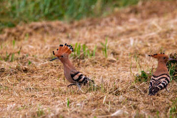 Obraz na płótnie Canvas Adult hoopoe with its juvenile looking some food on the ground. Upupa epops.