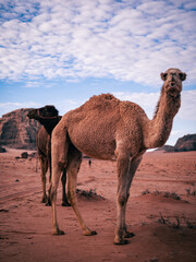 camel in the desert