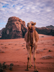 camel in the desert