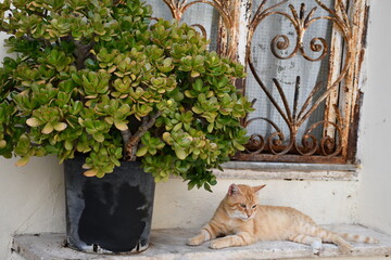 Rudy kot wygrzewa się na słońcu, Italia.