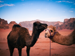 camel in the desert
