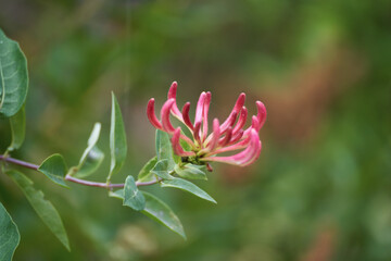 Close up of Honeysuckle, Lonicera periclymenum, flower