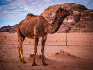 camel in the desert