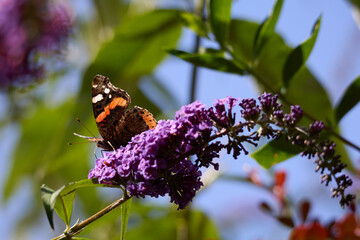 Red Admiral, Vanessa atalanta, feeding on a Buddleia