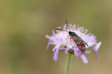 A macro close up of a six-spot burnet moth sitting on flowers of the  field scabious blossom