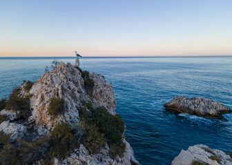 Fototapeta na wymiar Vogel auf Fels im Meer beim Sonnenaufgang