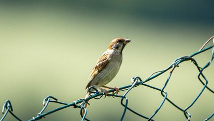 Vogel auf Zaun