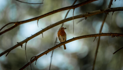 Bird on branch in Forest
