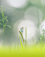 Hauhechel-Bläuling, Common Blue, Polyommatus icarus