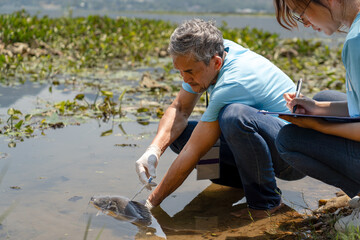 professional volunteer biologist wearing gloves and holding a syringe containing microchip to inject into the fish's body to track its movements and behavior, useful for studying the breeding ecology