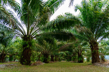 Fototapeta na wymiar Landscape of date fruit palm trees stand tall in tropical Asia plantations, agricultural rural environments proper fertilization and pruning are essential for healthy date palms to grow for biofuel