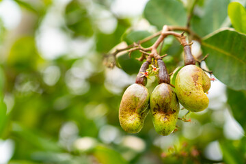 brunch of fresh cashew nut on tree with seed and leaf in home garden, agriculture organic farm local small business of tropical fruit from Asia, healthy eating nutrient plant base