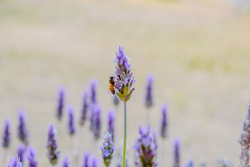 abeja lavanda bee primavera 
