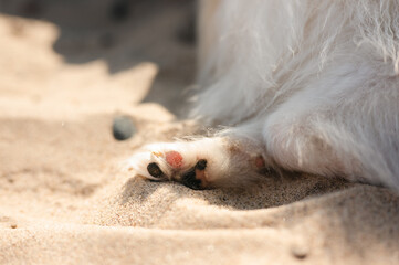 Fototapeta premium Close up of a Pomeranian dog paw covered in sand on dog friendly beach 