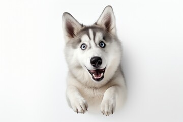 Cute Siberian Husky Sitting on White, A Playfully Surreal Photography of Emotive Faces, Generative AI