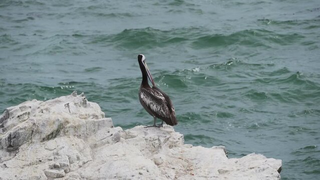 Brown pelican sitting on a guano covered in the Paracas national reserve at the coastline of the pacific ocean in Peru.