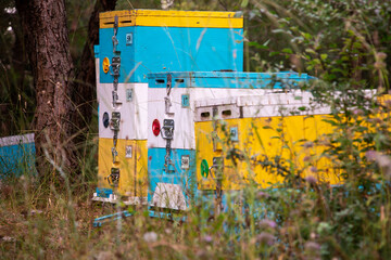 White, blue and yellow beehives in the forest.
