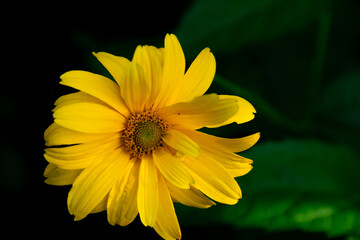 yellow flower on black background