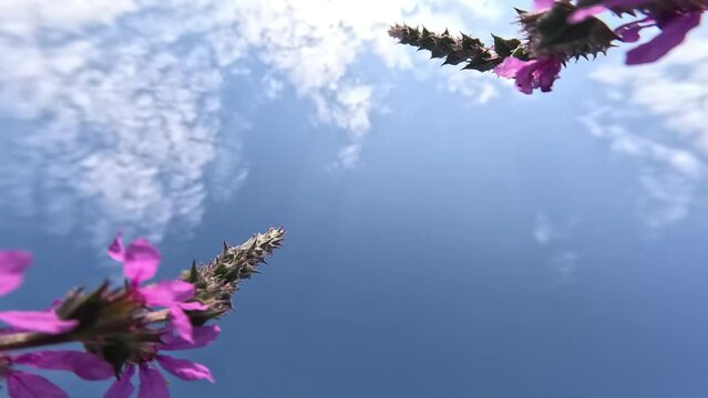 Lythrum salicaria pink under blue sky