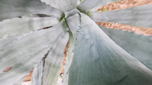 Pointed and arching leaves of the American Agave