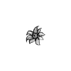 Flower hand drawn icon  isolated on white background.