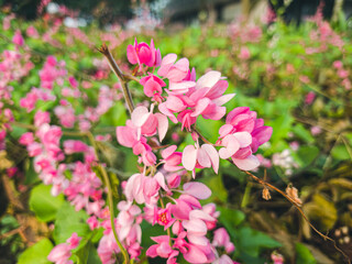 Mexican creeper or Antigonon leptopus chain of love or confederate vine or queens wreath is a species of perennial vine in the buckwheat family commonly known as coral vine or queen's wreath