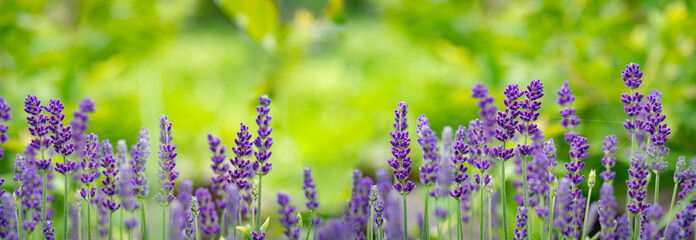 Violet fragrant lavender flowers.