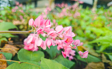 Mexican creeper or Antigonon leptopus chain of love or confederate vine or queens wreath is a species of perennial vine in the buckwheat family commonly known as coral vine or queen's wreath