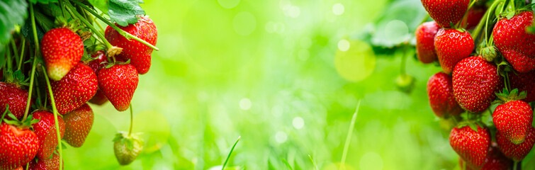 Fresh red strawberry fruit