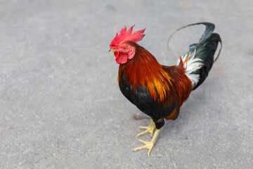 The fighting cock is beautiful hen in garden