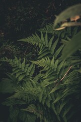 Paprocie © mikoaj