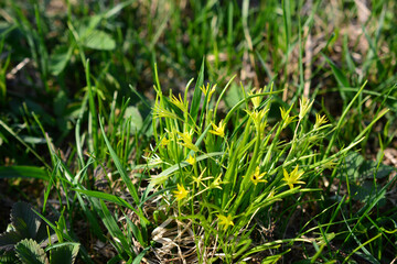 group of yellow flowers on the meadow in sunset isolated close up 