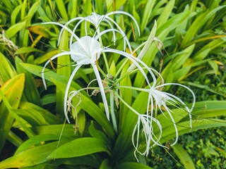 Hymenocallis flower normally white, with  pronounced staminal cup and narrow tepal segments petals...