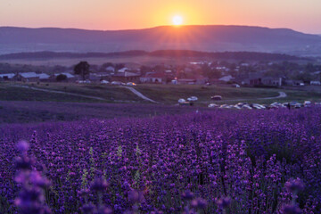 Lavender flower field. Violet lavender field sanset close up. Lavender flowers in pastel colors at blur background. Nature background with lavender in the field.