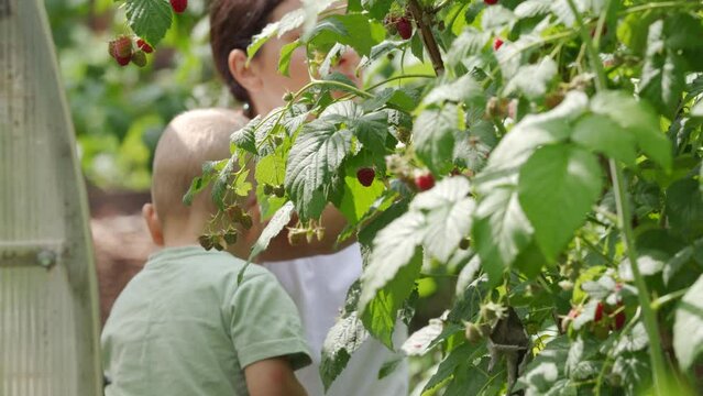 mother and child picking ripe raspberry in the garden