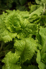 fresh leaves of green salad with water drops. fresh farm products. Healthy Lifestyle