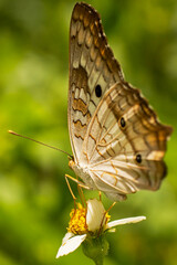 butterfly on a flower