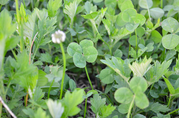 Four-leaf clover found in a field