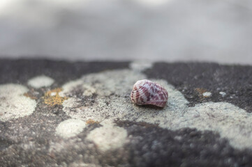 Sea shells of various types on top of a stone with fungi, natural light