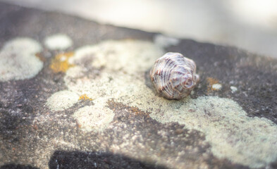 Sea shells of various types on top of a stone with fungi, natural light